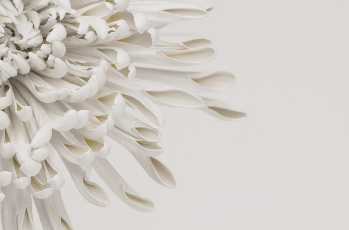 Soft white blossoms