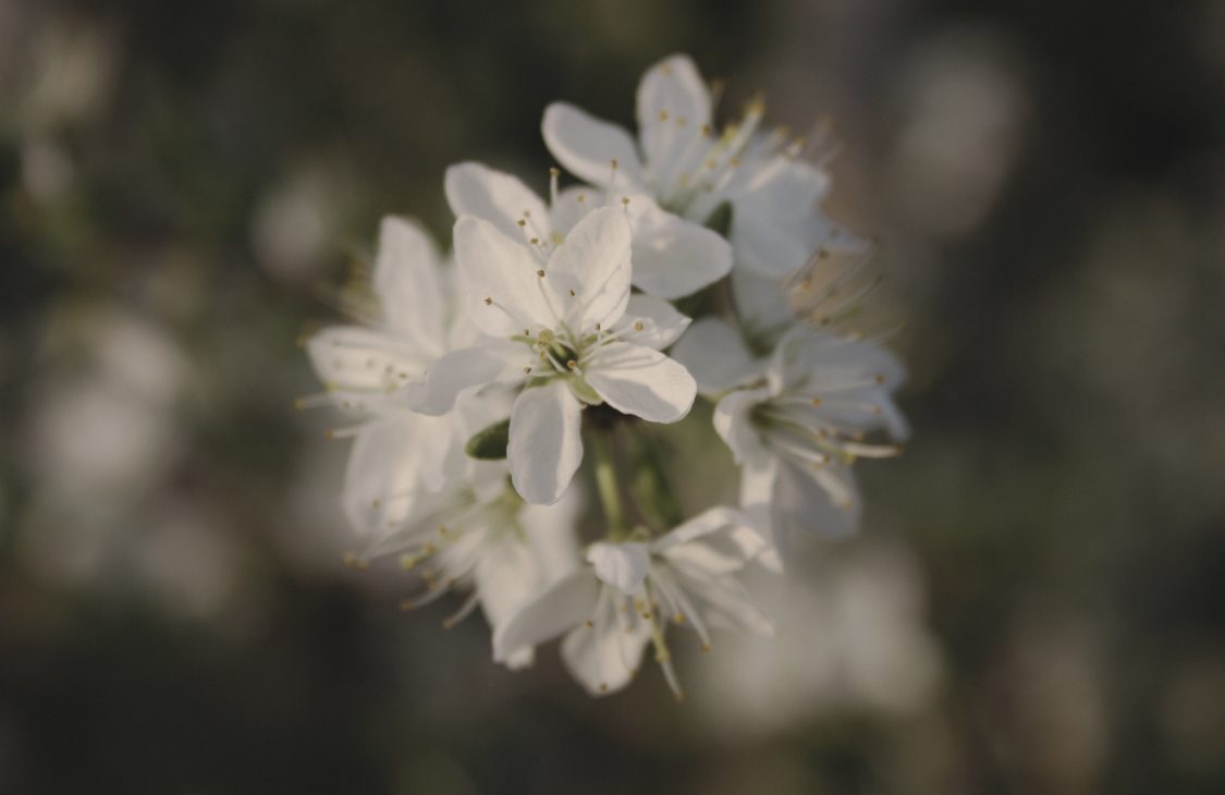 White flower in soft light