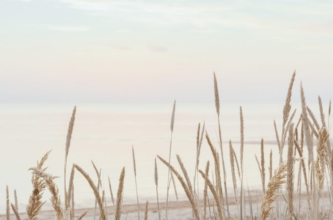 Open field in soft light
