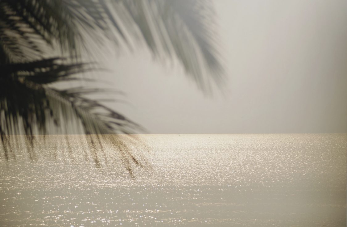 Ocean view through palms
