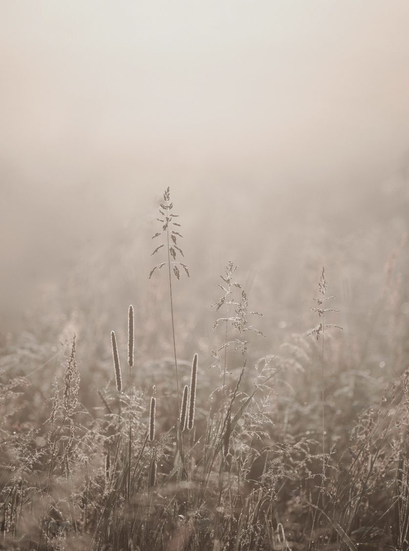 Soft green foliage